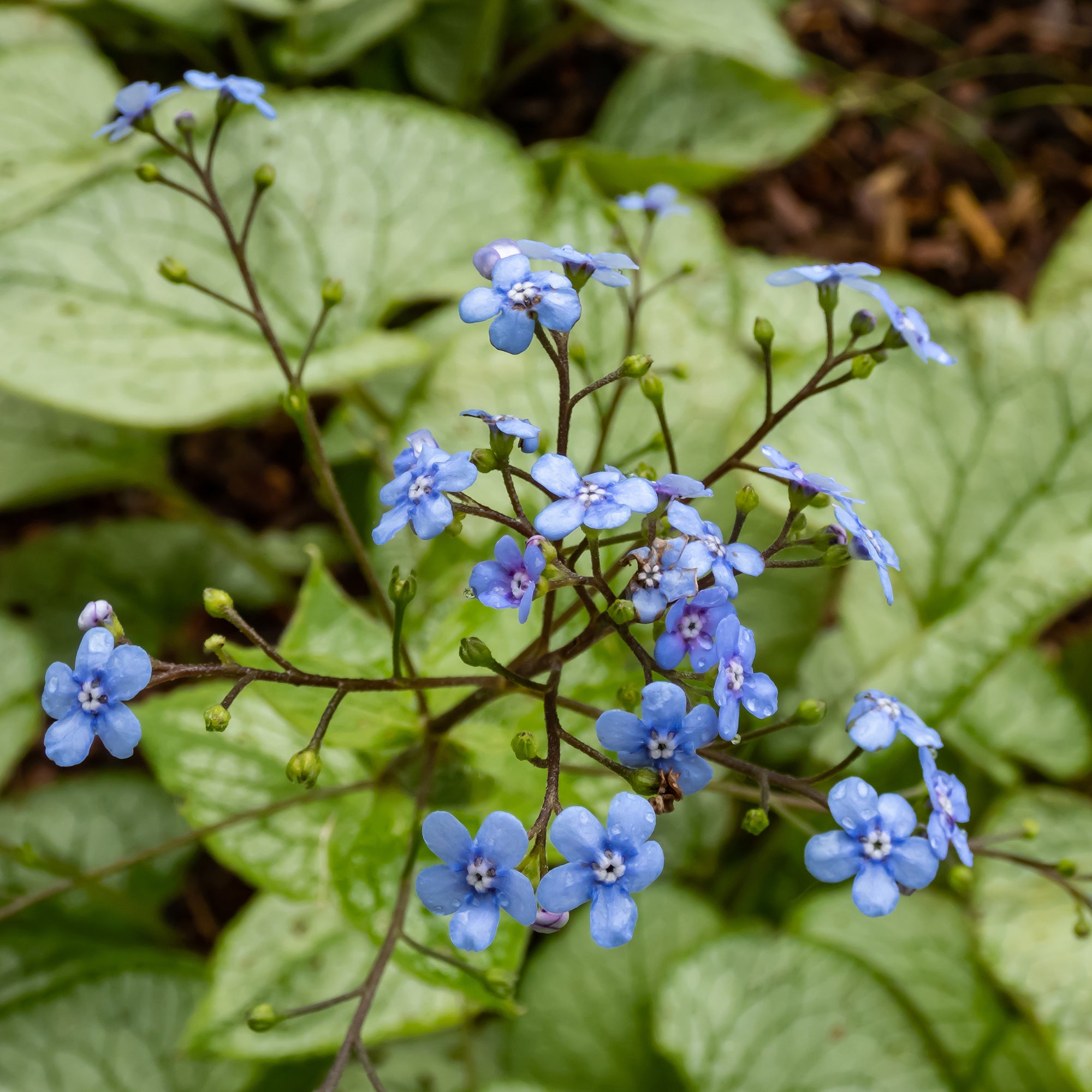 Bakker Jack Frost myosotis du Caucase pot Ø 9cm ombre