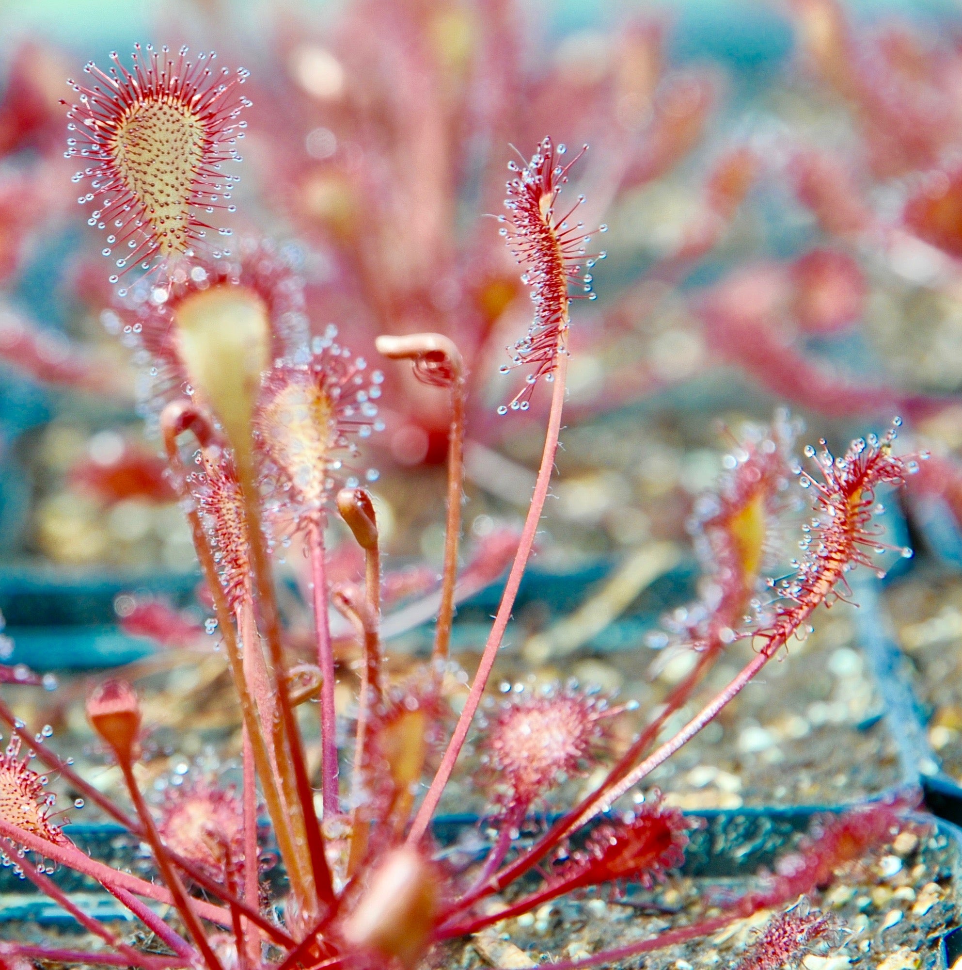 Carniflore Drosera x eloisiana Nightmare plante carnivore rustique