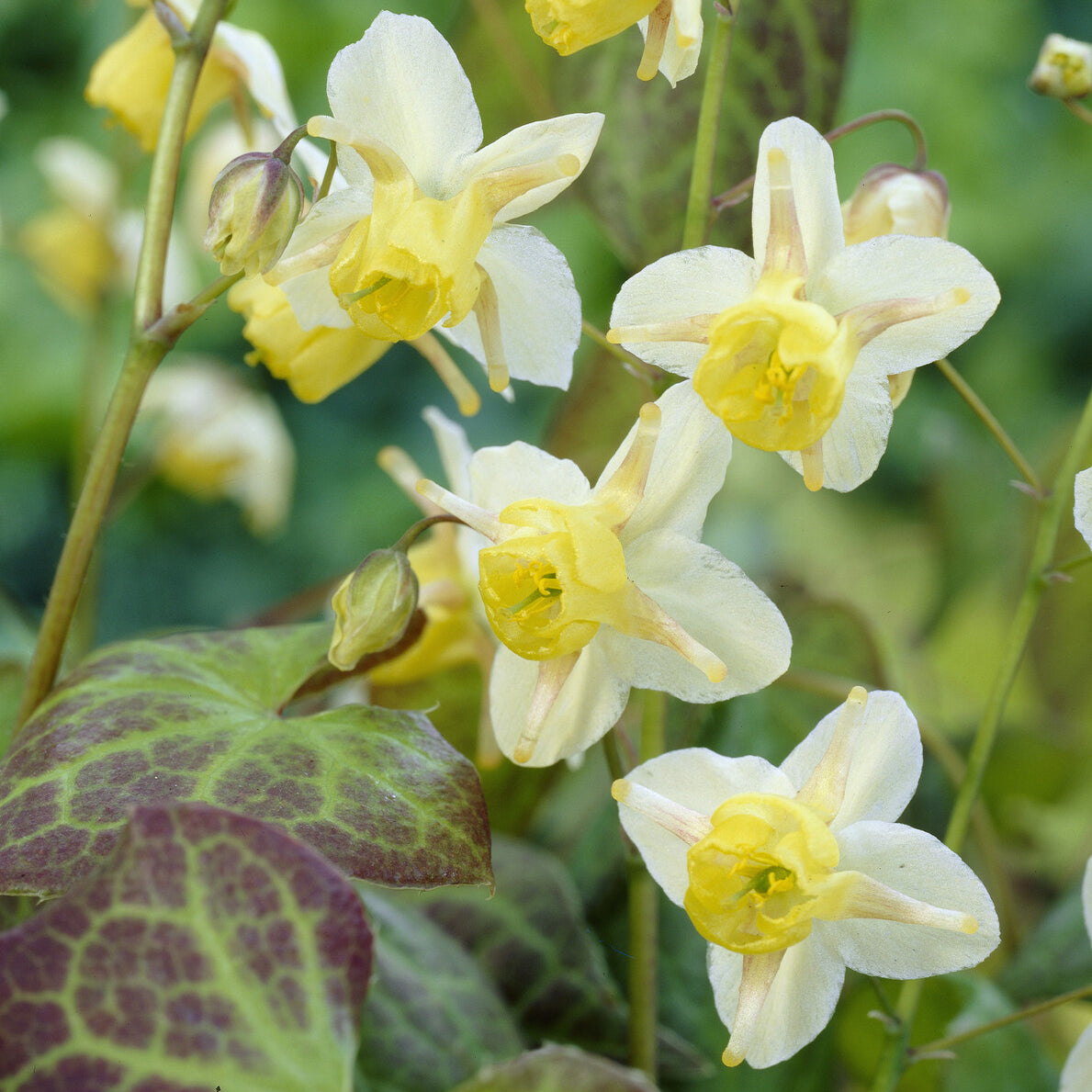 Bakker Epimedium Sulphureum vivace pot Ø 9cm couvre-sol ombre