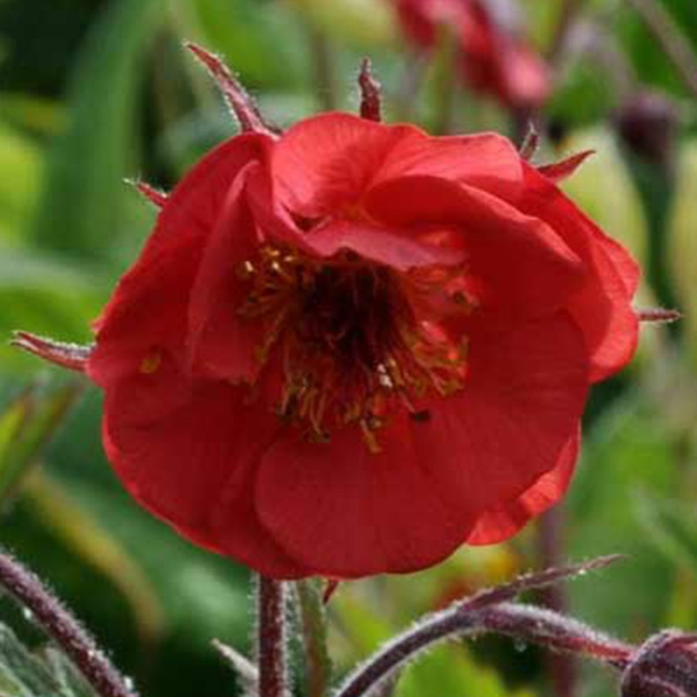 Bakker Benoîte Flames of Passion vivace pot 8cm rouge