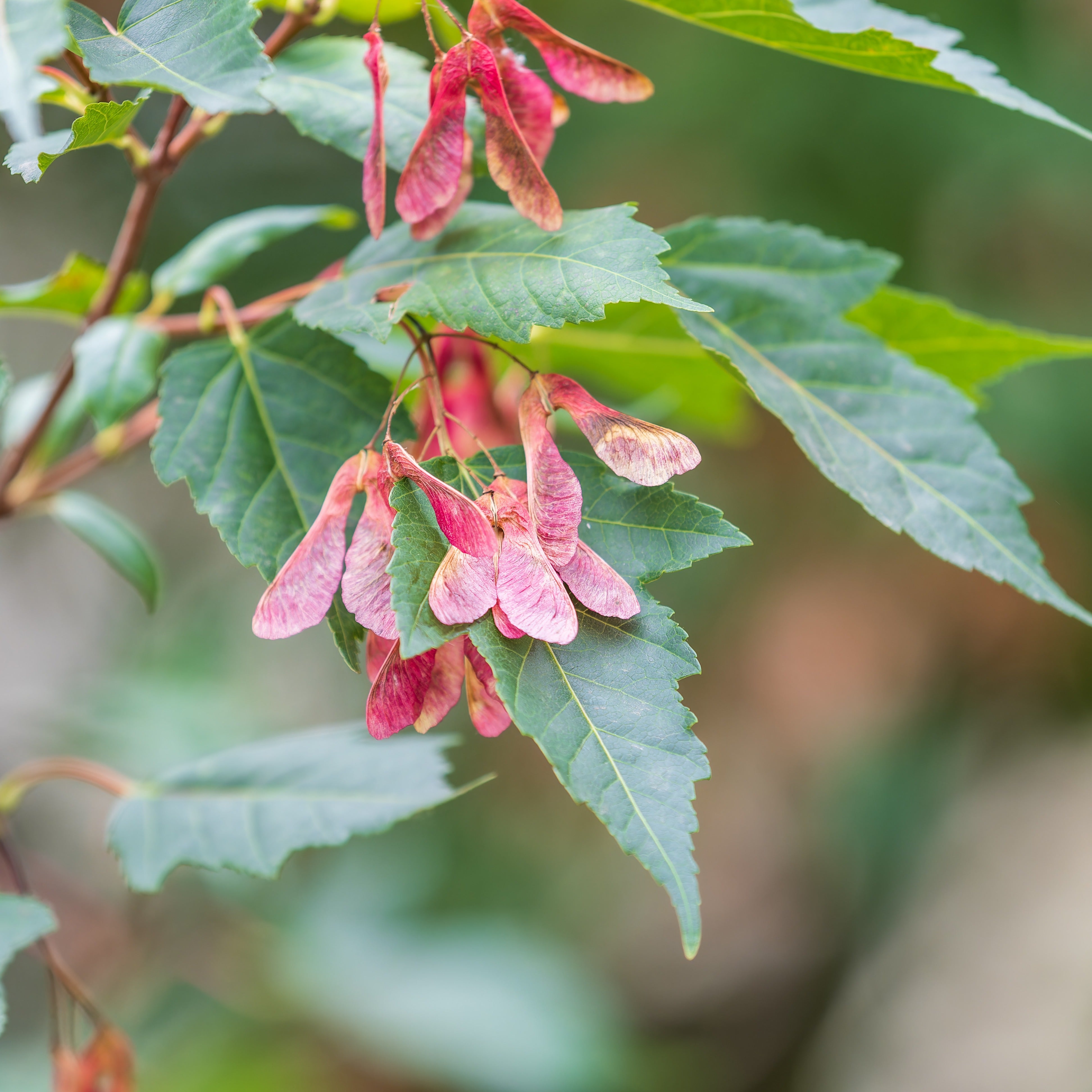 Bakker Érable du fleuve Amour pot 2L 80-100cm rouge automne