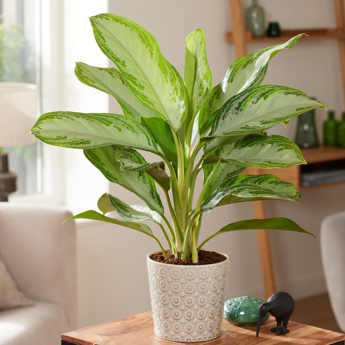 Bakker Silver Bay Aglaonema gris-vert pot Ø17cm ombre