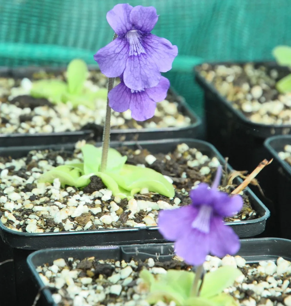 Carniflore Pinguicula grandiflora grassette fleur violette