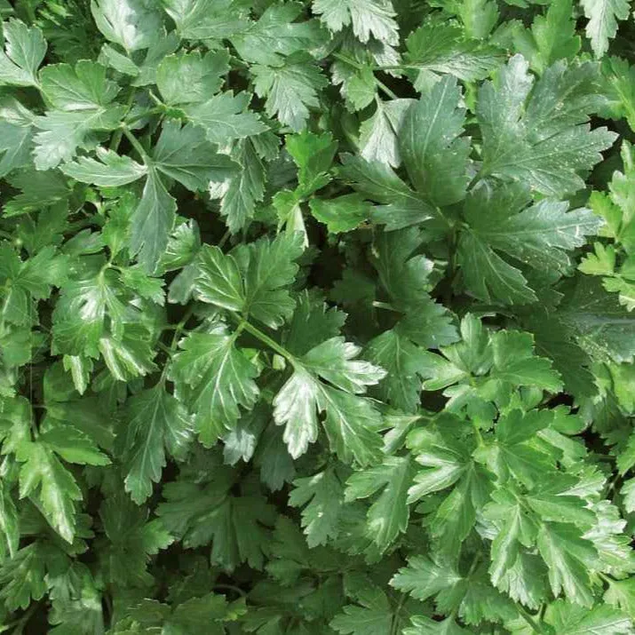 Bakker Géant d'Italie persil plat bio 2g 760 graines