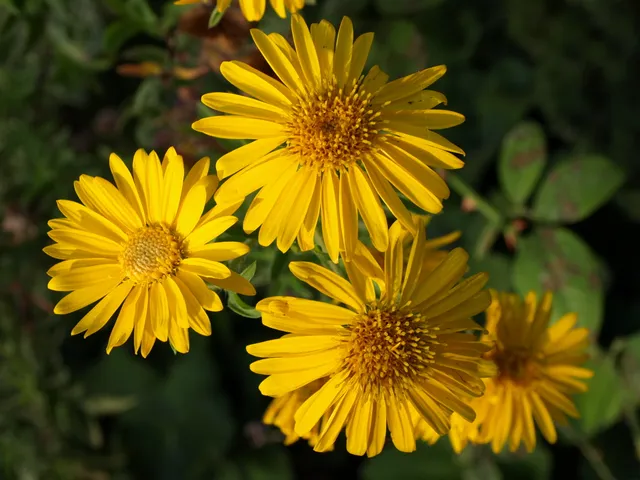 Passion Vivaces Aster Golden Sunshine aster jaune godet