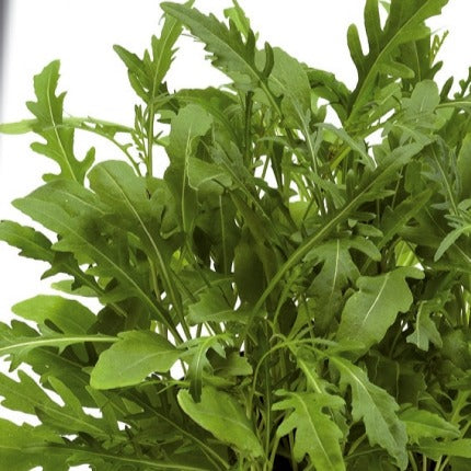 Bakker Roquette Sauvage Sylvetta graines 2g goût poivré