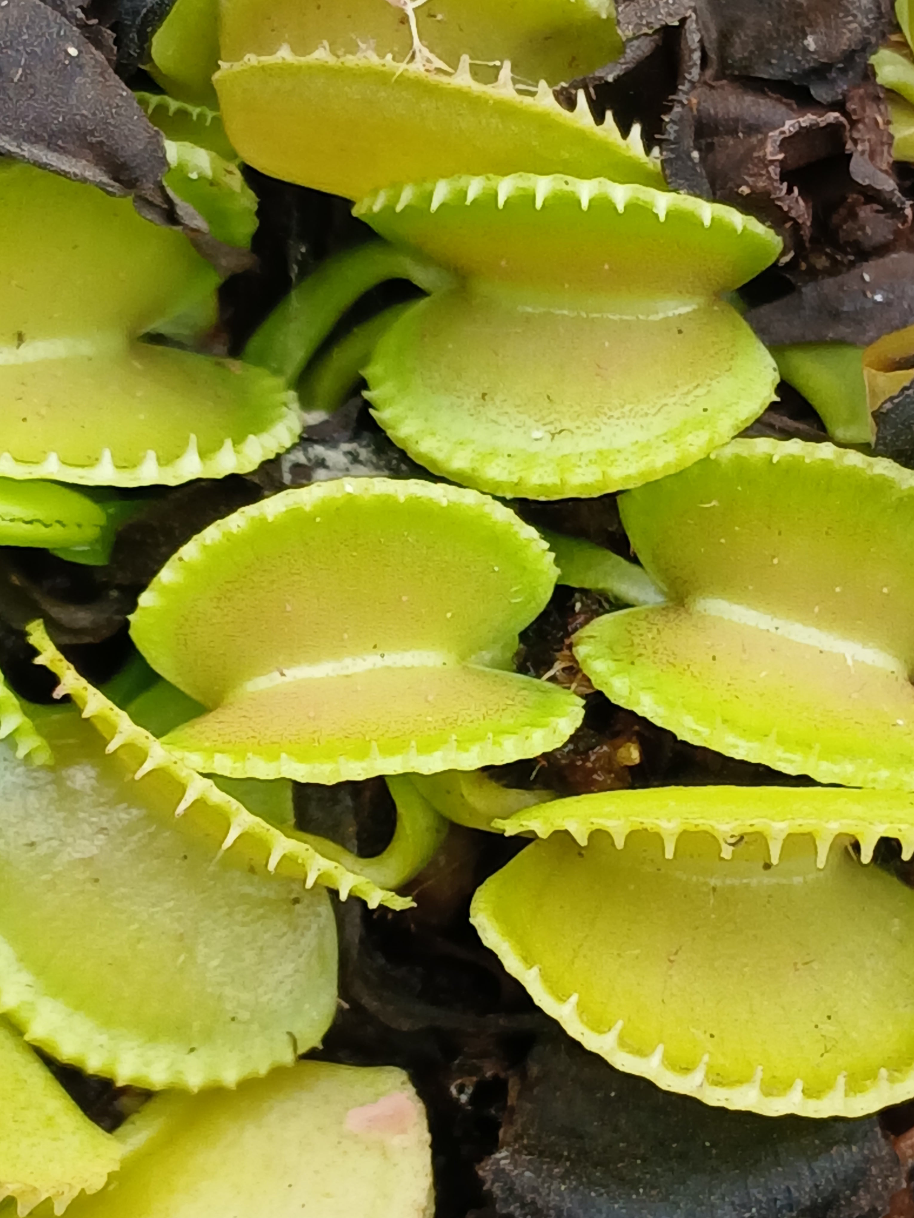 Carniflore Dionaea Green Wizard plante carnivore jaune pot 9 cm