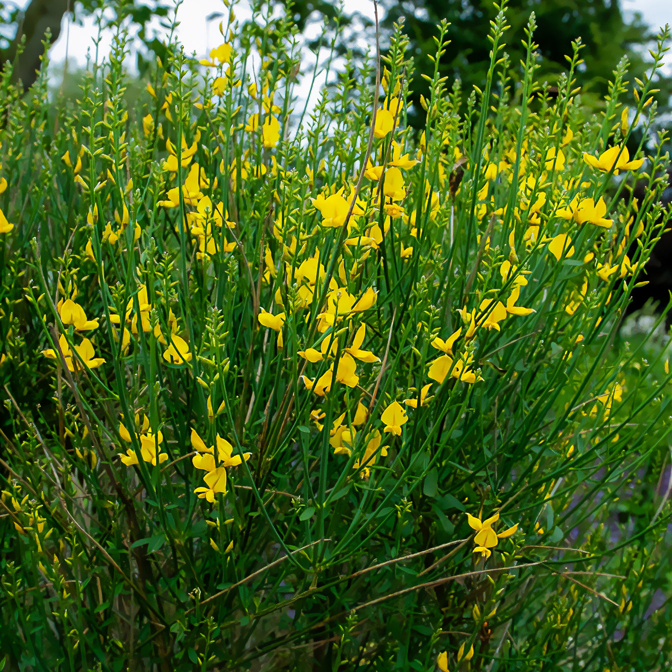 Bakker Spartium junceum genêt arbuste pot 1,3L jaune