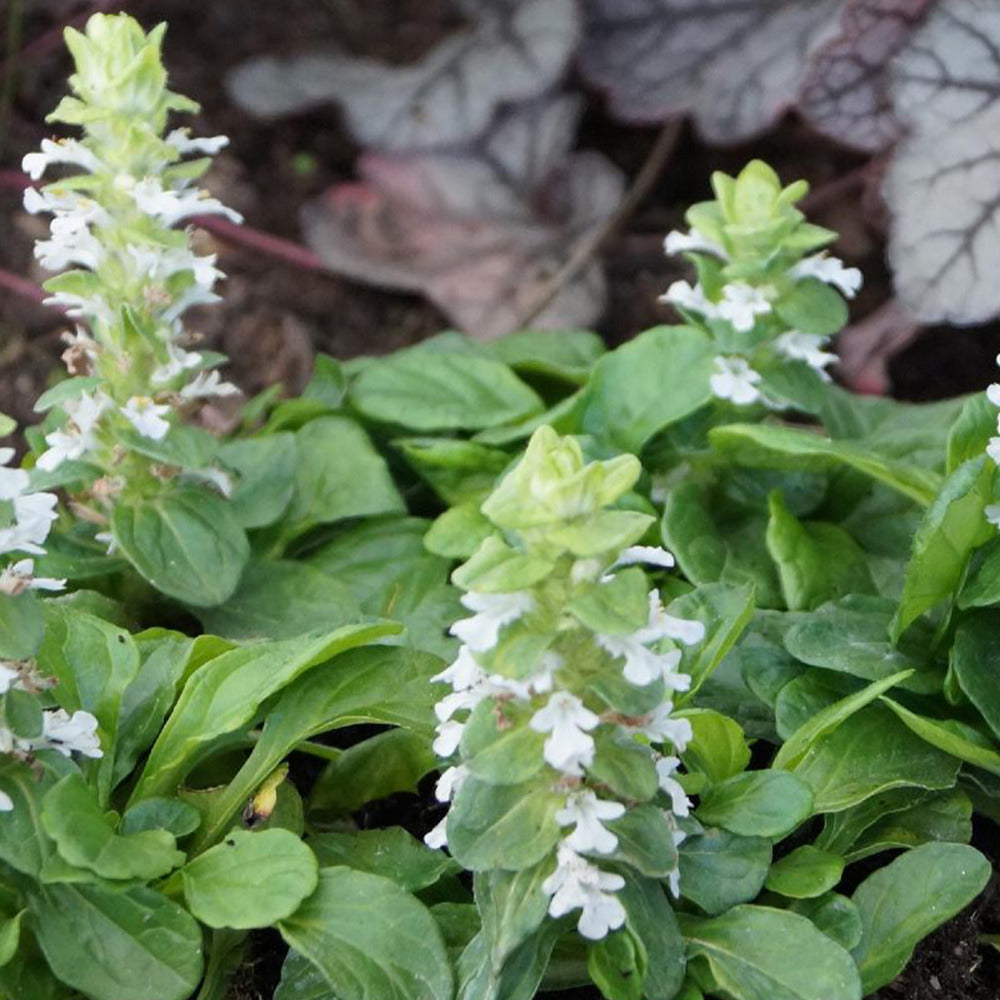 Bakker Plantes vivaces Bugle rampante Alba couvre-sol pot 8cm blanc
