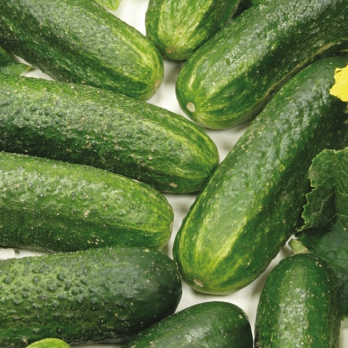 Bakker Potager Cornichon Diamant F1 graines bio sachet 14 graines