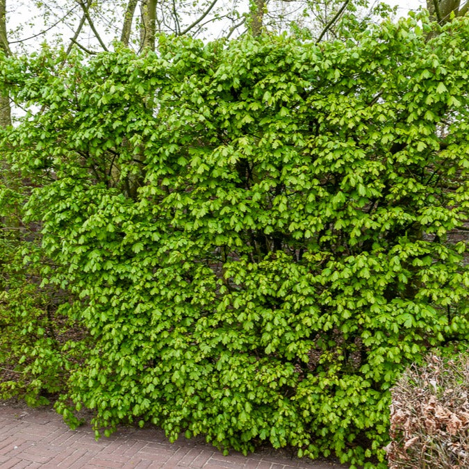 Bakker Érable champêtre haie 10 plants racines nues 60cm