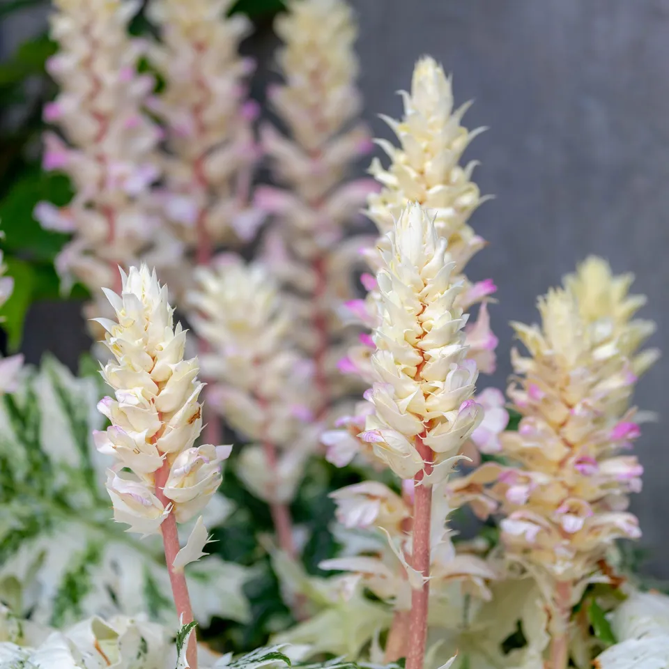 Bakker Acanthe Tasmanie Angel plante vivace pot 9cm panachée