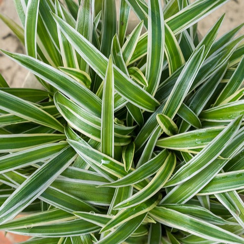 Bakker Phalangère Ocean plante d'intérieur pot Ø 12cm cascade