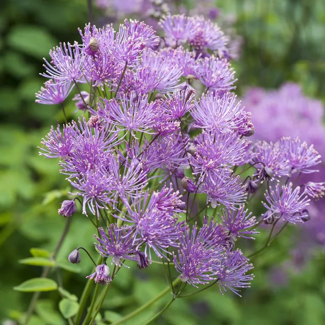 Bakker Pigamon Ancolie vivace pot 9cm fleurs violettes