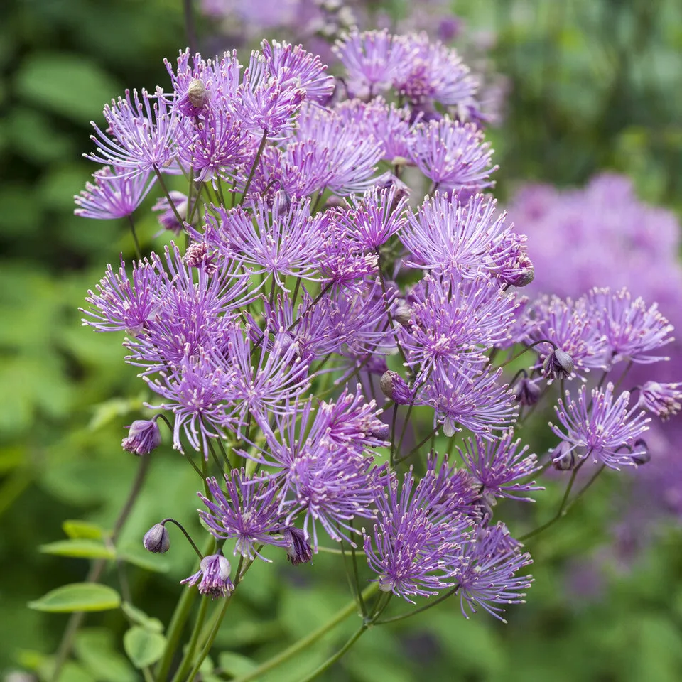 Bakker Pigamon Ancolie vivace pot 9cm fleurs violettes