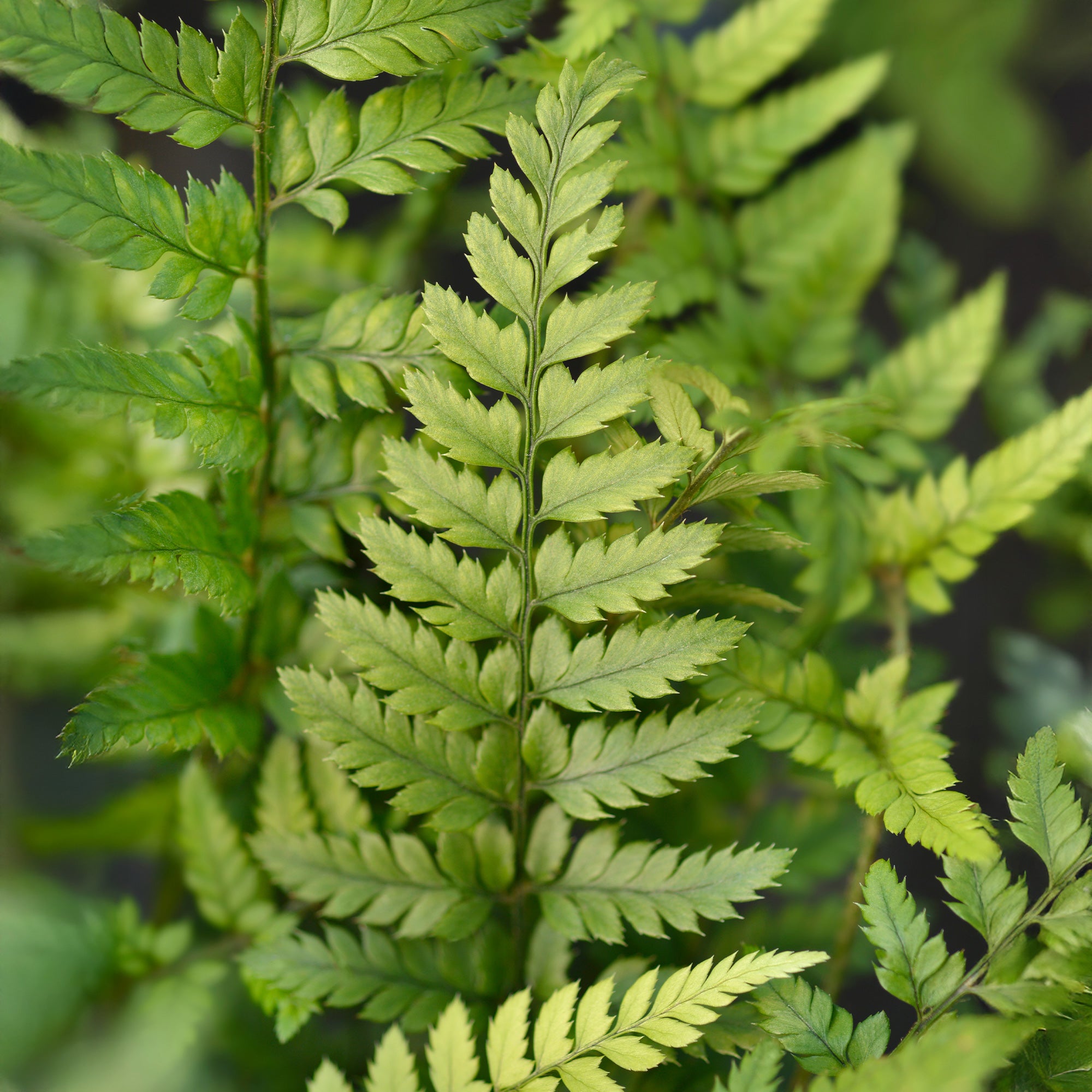 Bakker Polystichum tsussimense fougère pot 9cm persistante