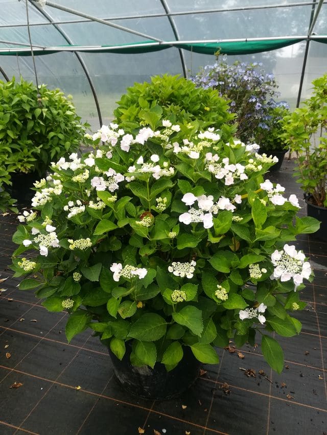 Les Hortensias du Haut Bois Hobella hortensia plat blanc