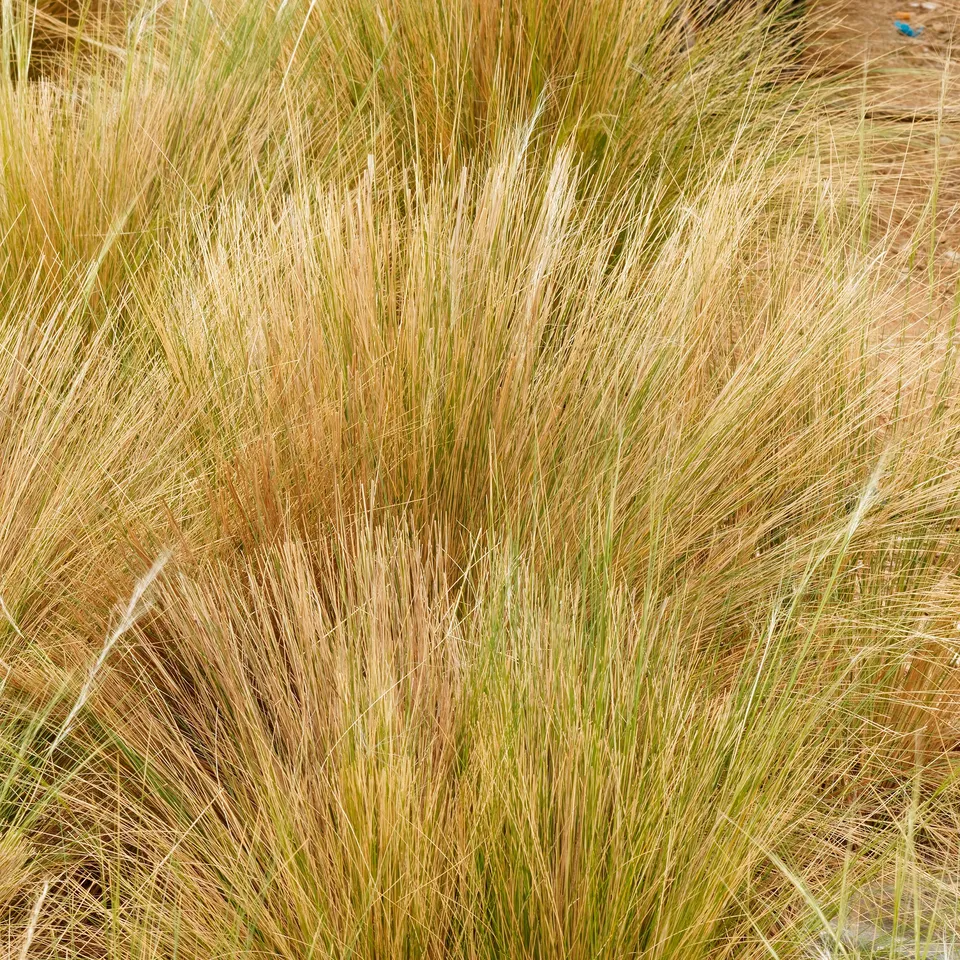 Bakker Palomino stipe graminée pot 8cm crème