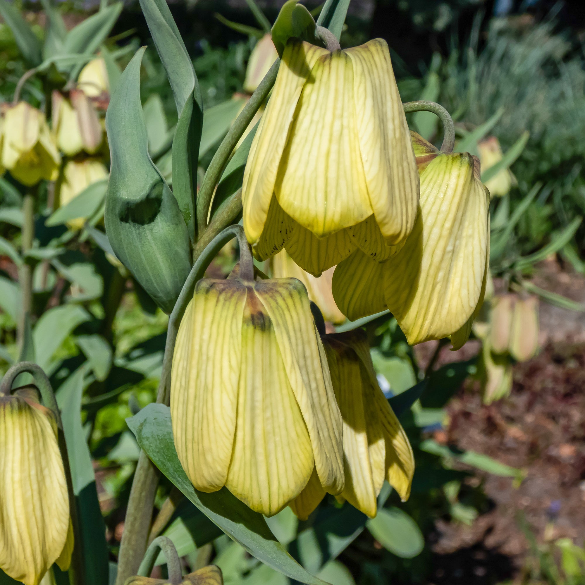 Bakker Bulbes à fleurs Fritillaire pallidiflora jaune 2 bulbes