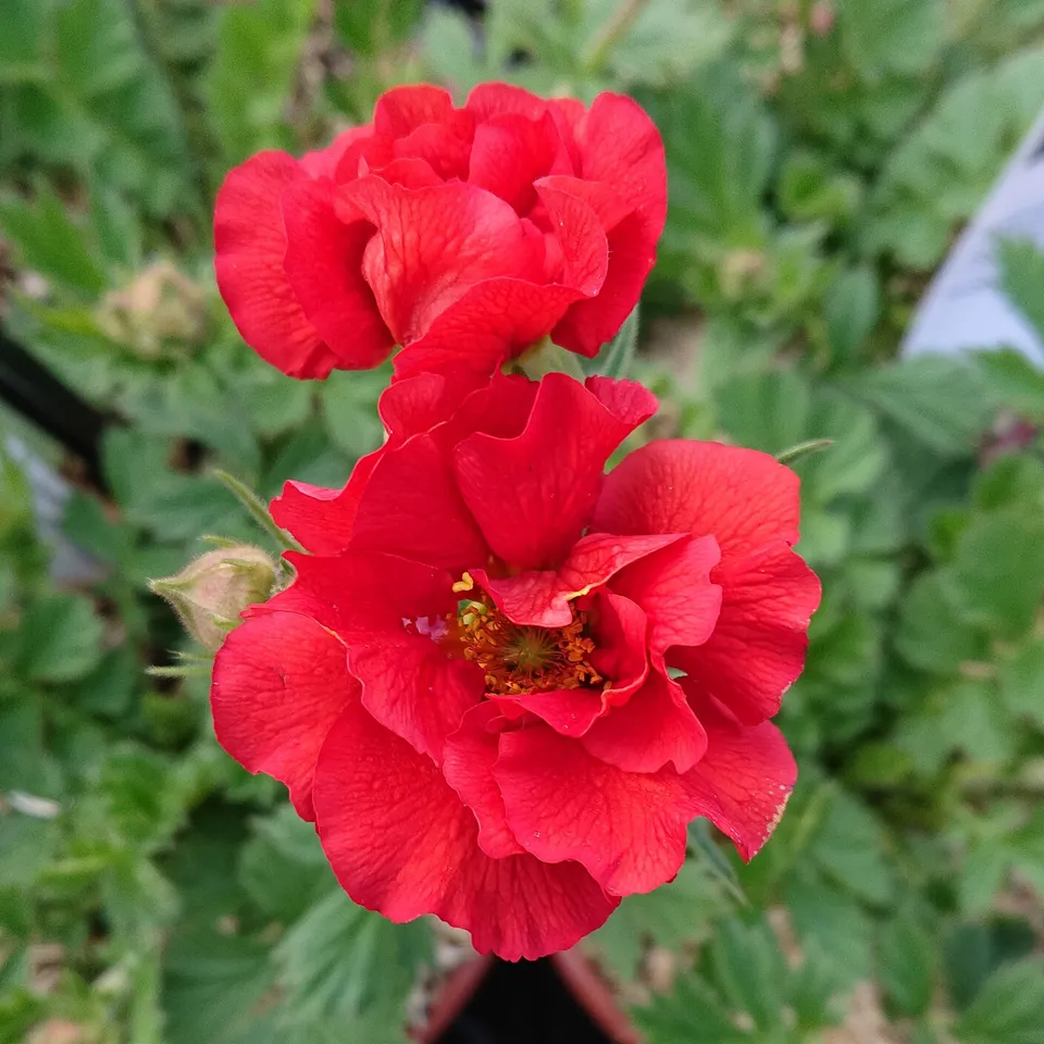 Passion Vivaces Geum Fiery Tempest benoîte vivace pot 1L rouge