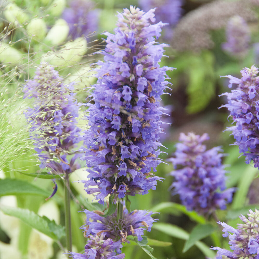 Bakker Agastache Blue Boa plante vivace pot 9cm violet