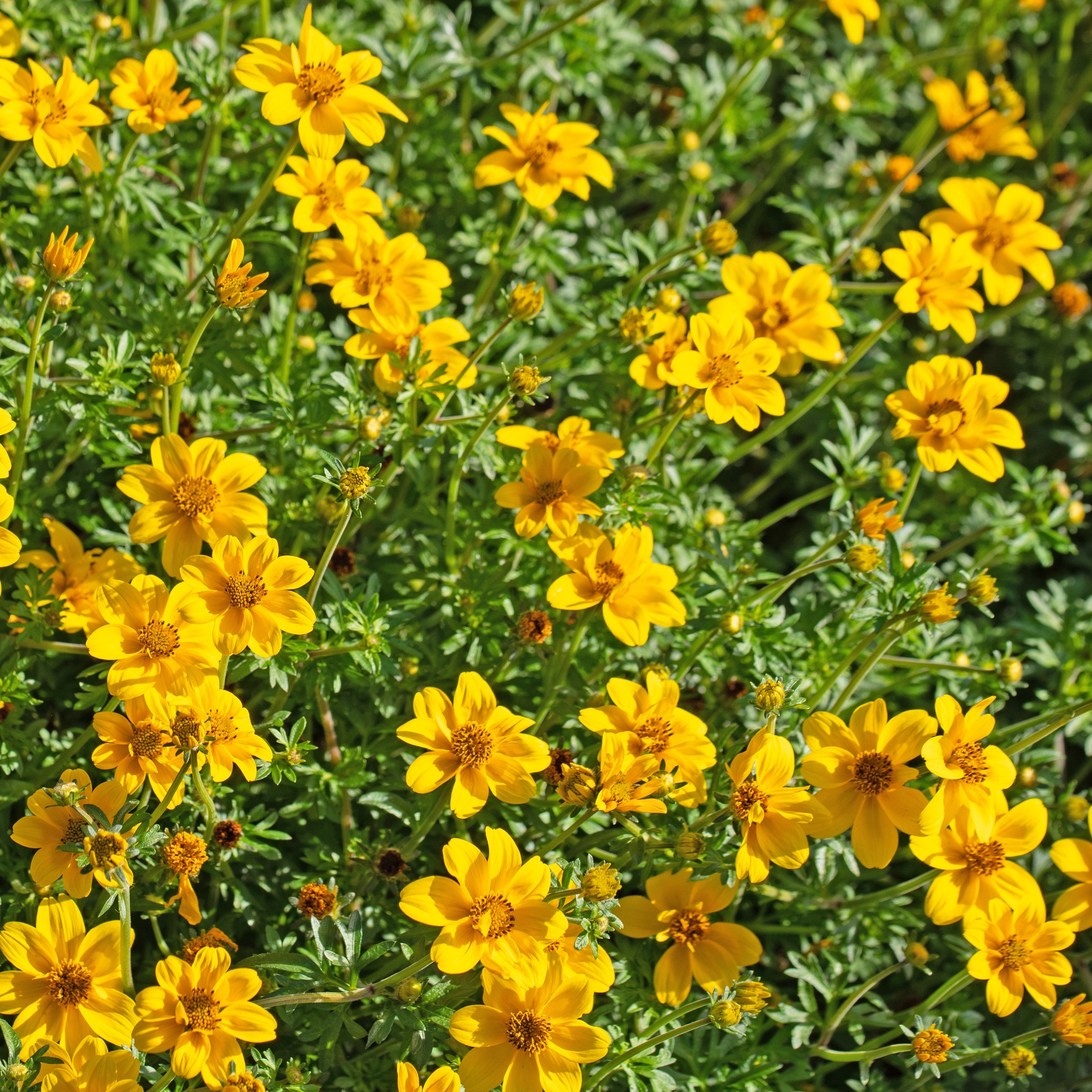 Bakker 3 Bidens férule vivace jaune 3 pots Ø10,5cm