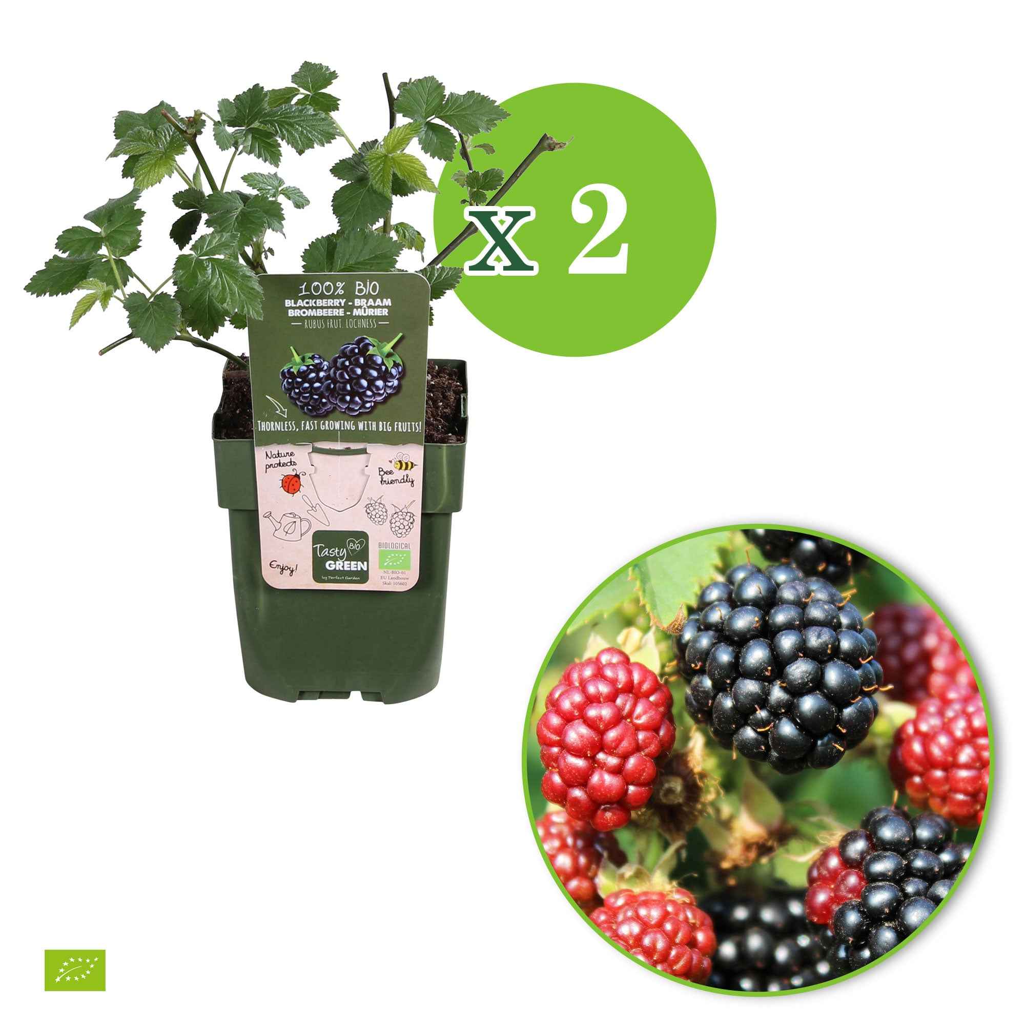 Bakker Little Black Prince mûrier pot 13 cm bio noir