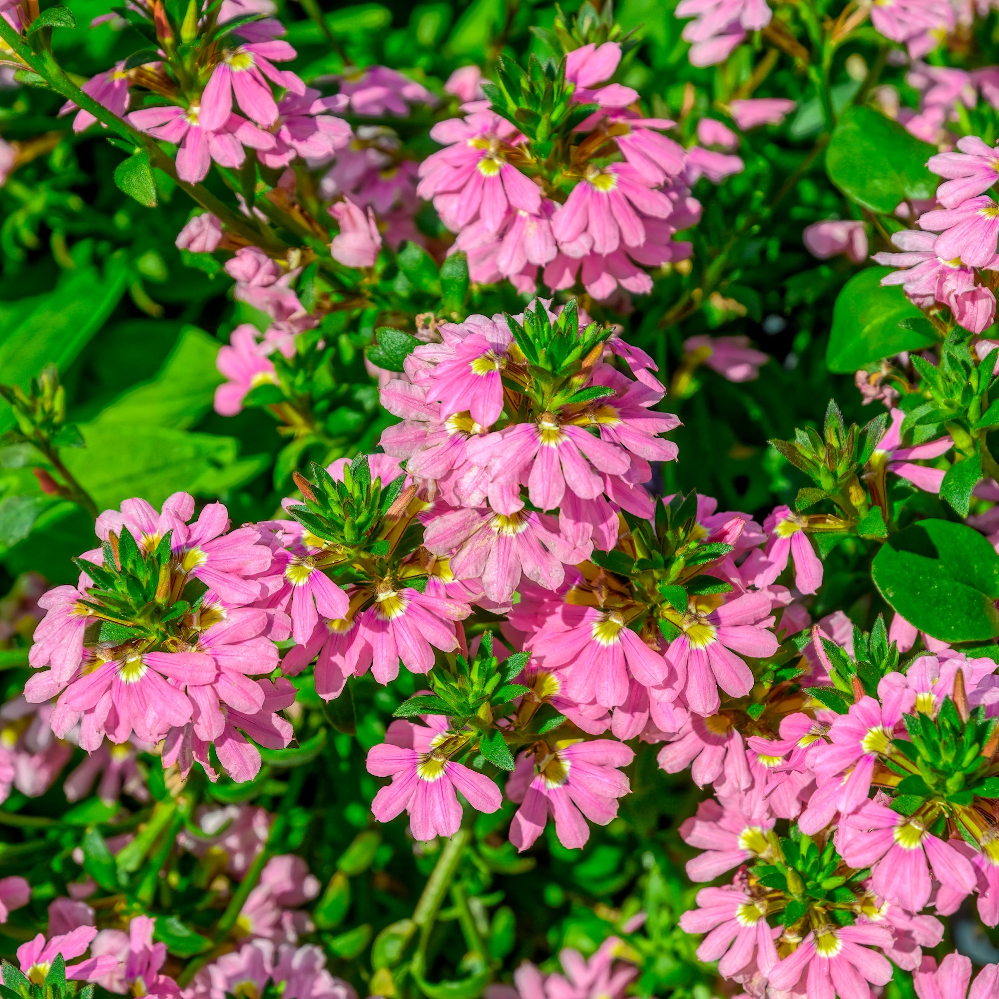 Bakker Scaevola Baby Pink Touch fleur 3 pots Ø10,5cm rose