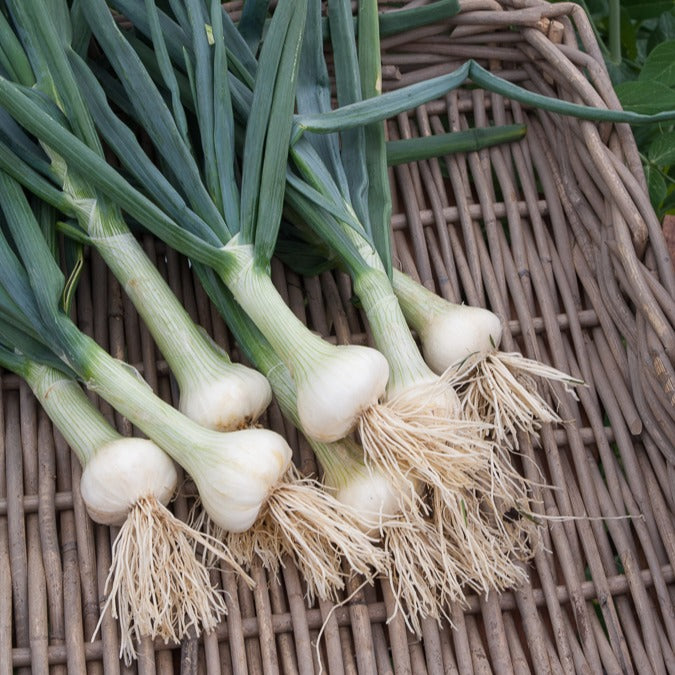 Bakker Potager Oignons collection graine 4 sachets