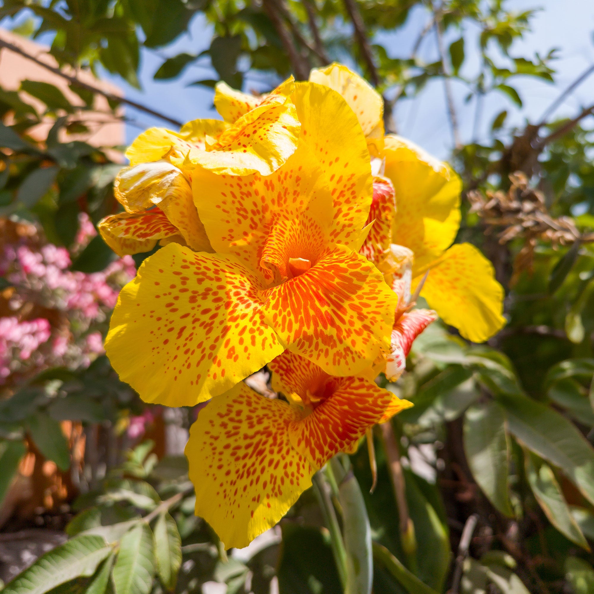 Bakker Canna Tropical Yellow bulbe jaune sachet 2 cal. I