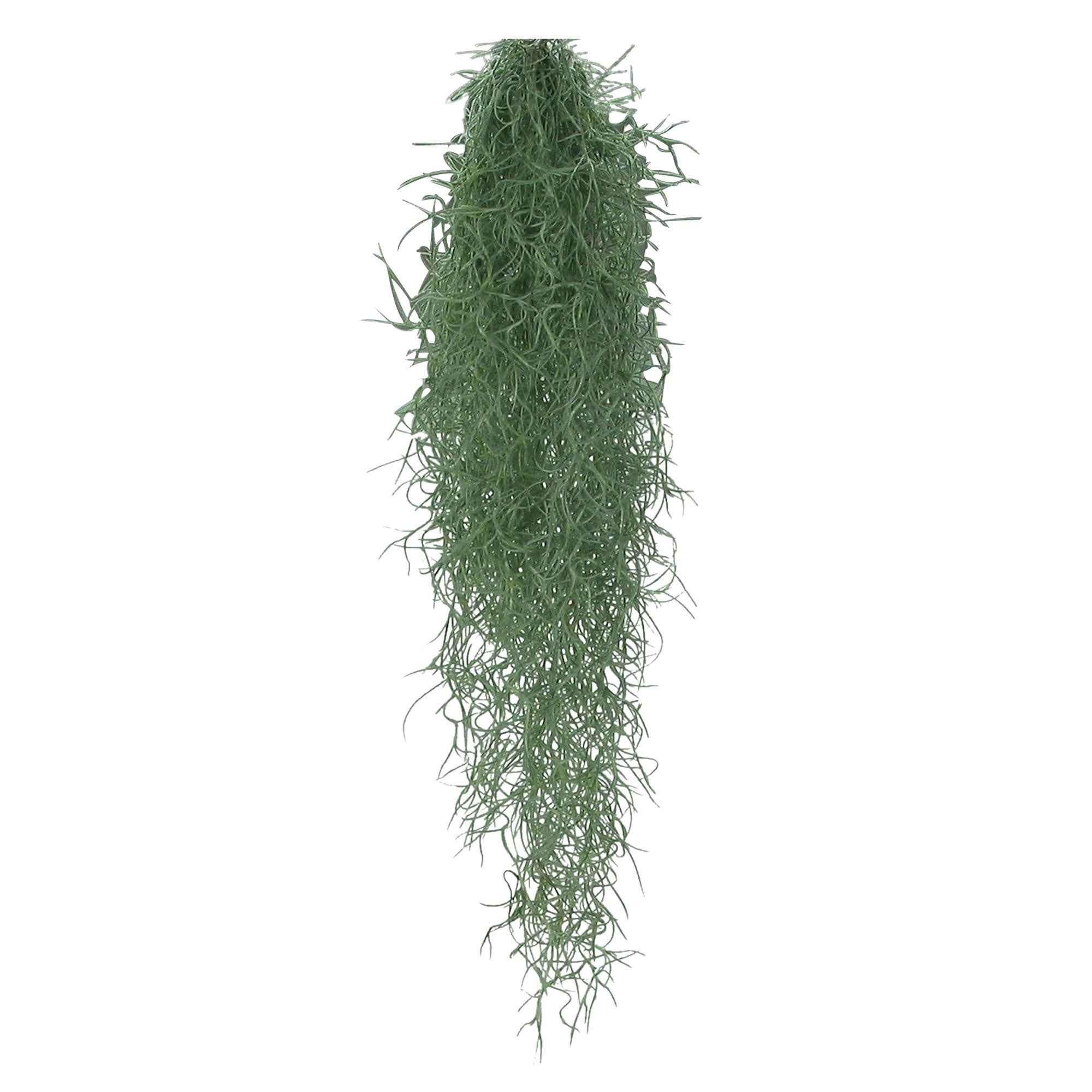 Bakker Tillandsia usneoides bromélia suspendue 40-60cm