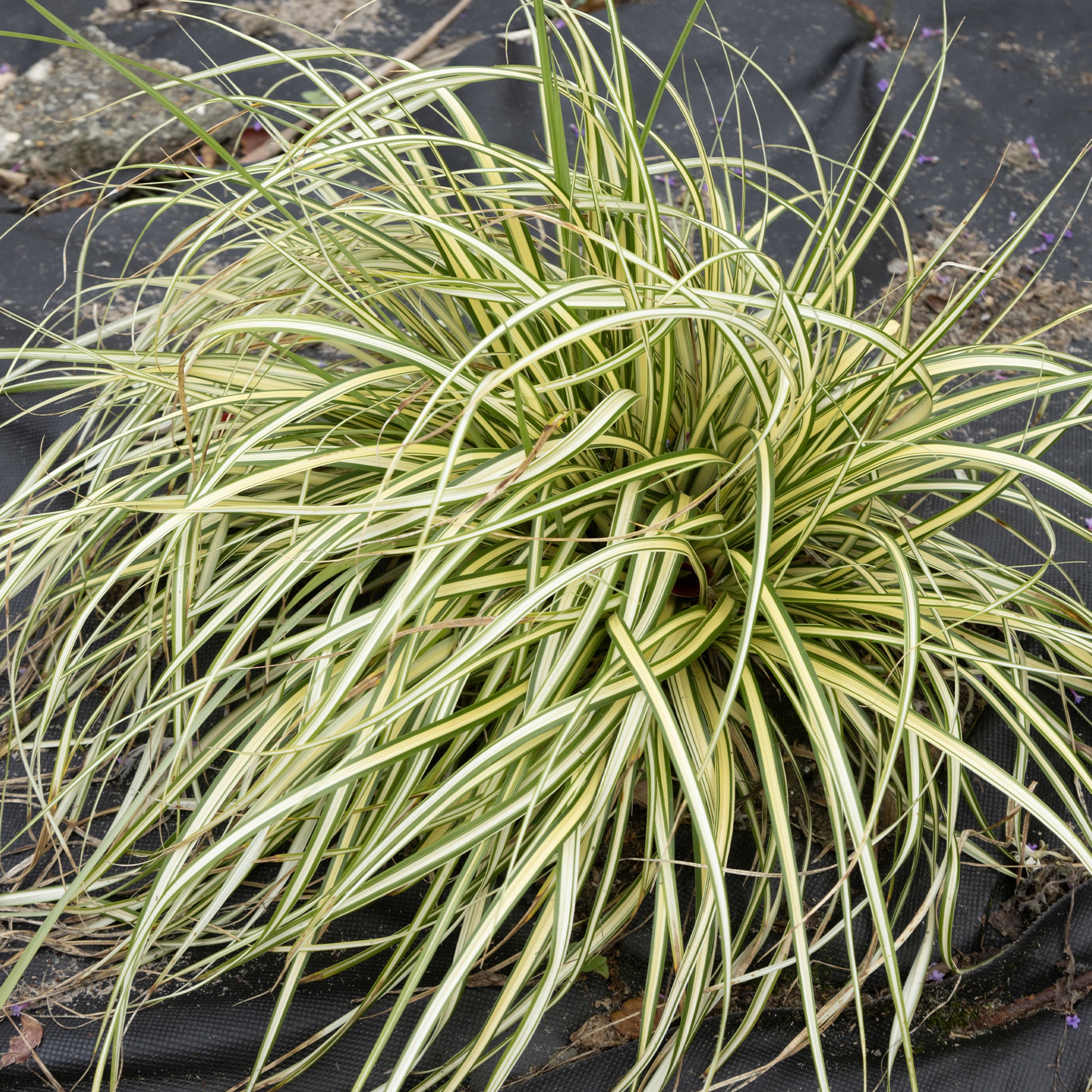 Bakker Carex Evergold laîche 2 pots Ø 9cm persistante
