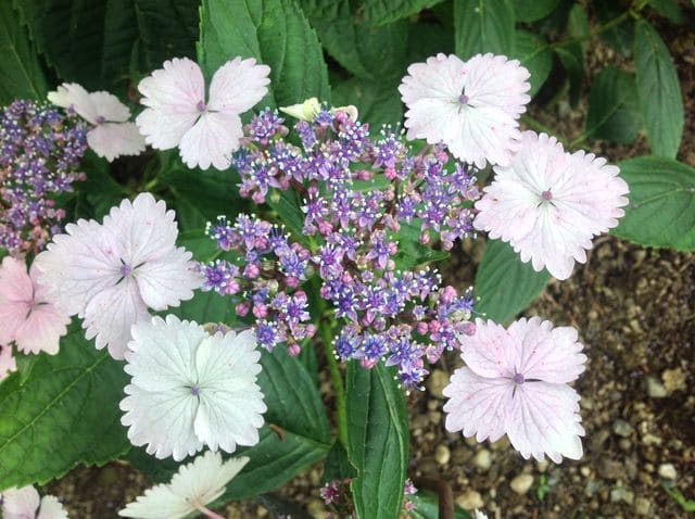 Les Hortensias du Haut Bois Nadeshiko Gaku hortensia fleurs plates
