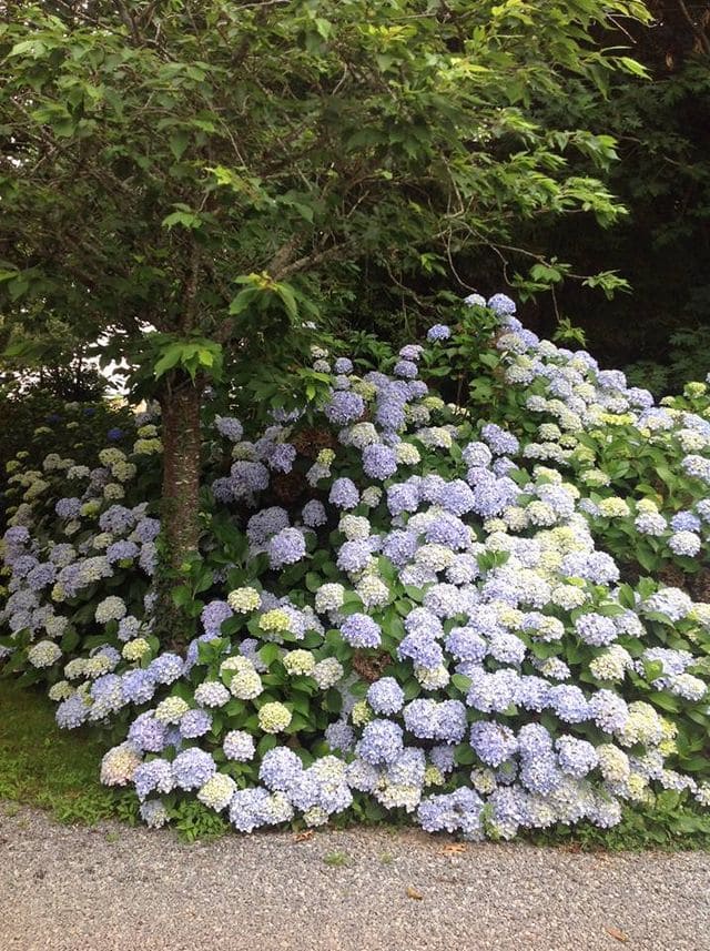Les Hortensias du Haut Bois Otaksa Monstruosa hortensia