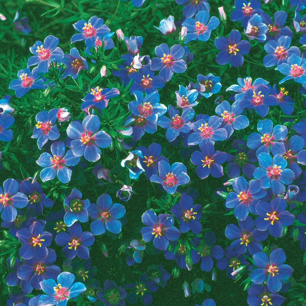 Bakker Gentiane bleue fleur graine sachet 0,25g bleue