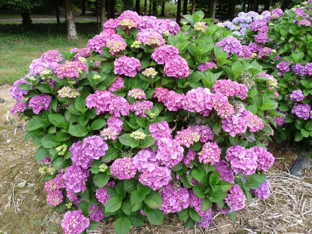 Hortensias du Haut Bois Val du Loir hortensia boule