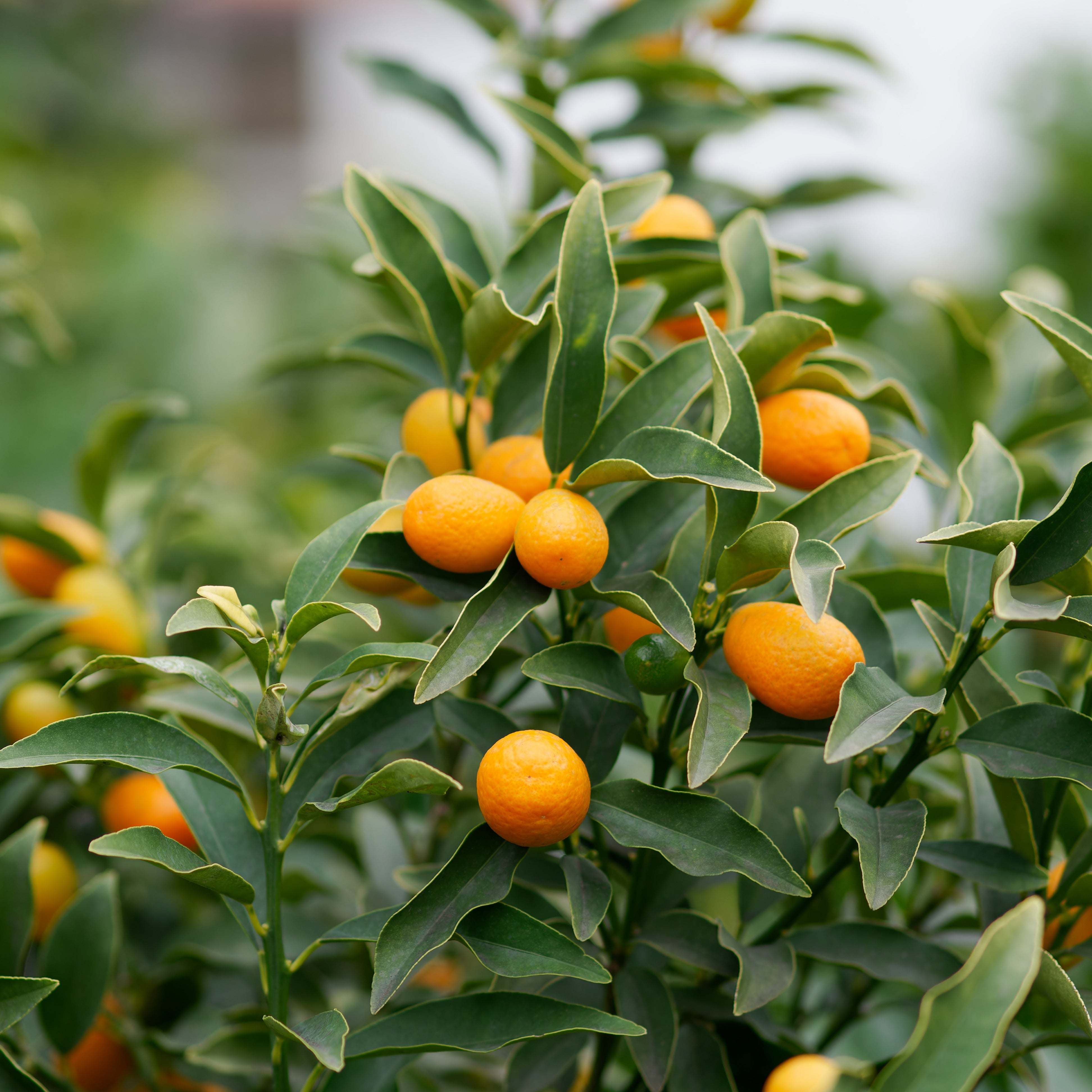 Bakker Fruitiers Kumquat agrume en pot Ø 12cm 20-25cm