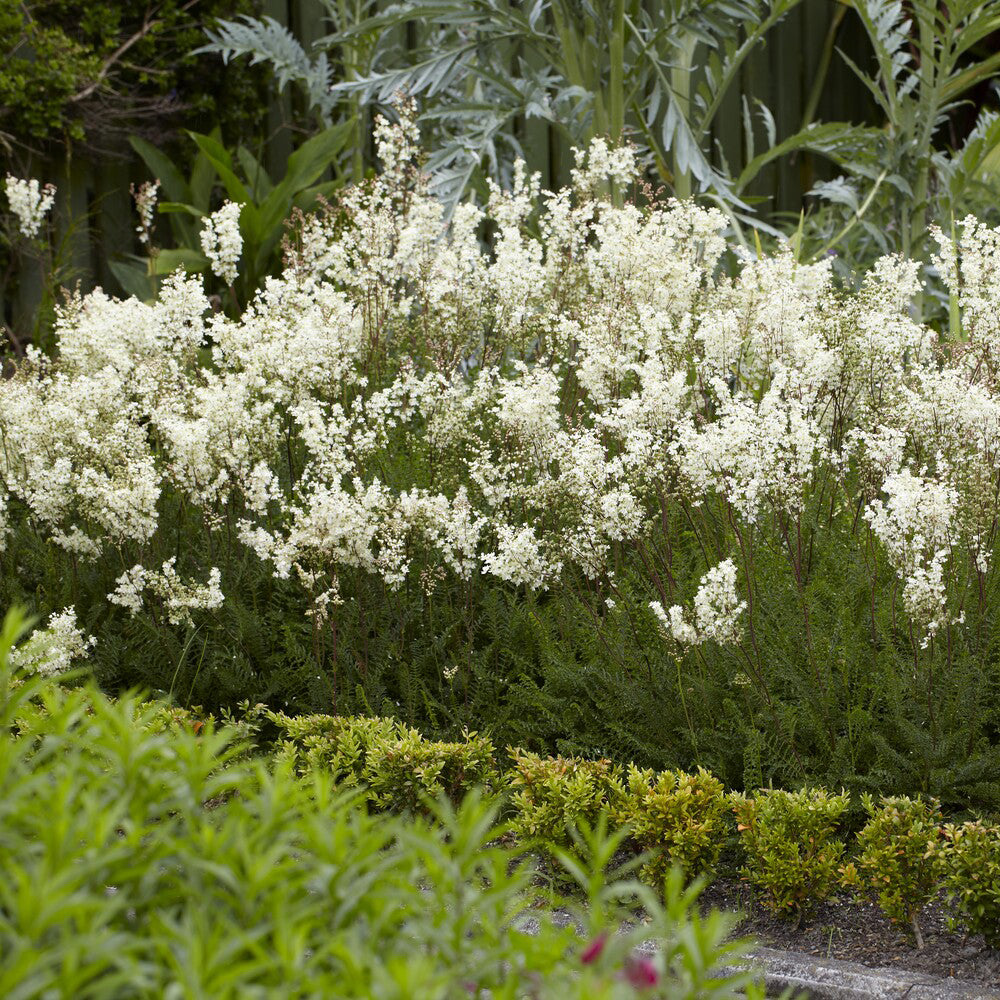 Bakker Filipendule commune vivace pot 9cm fleurs blanches