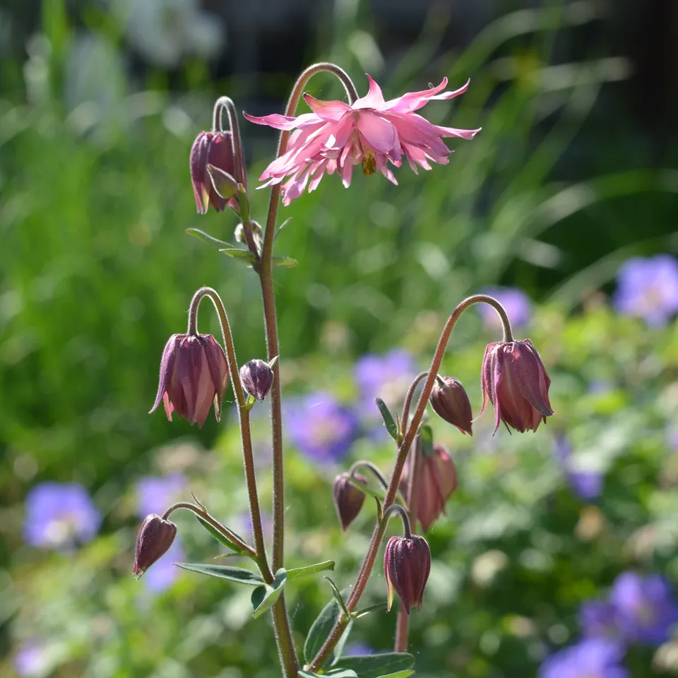 Bakker Barlow Rose ancolie vivace pot 9cm fleurs doubles