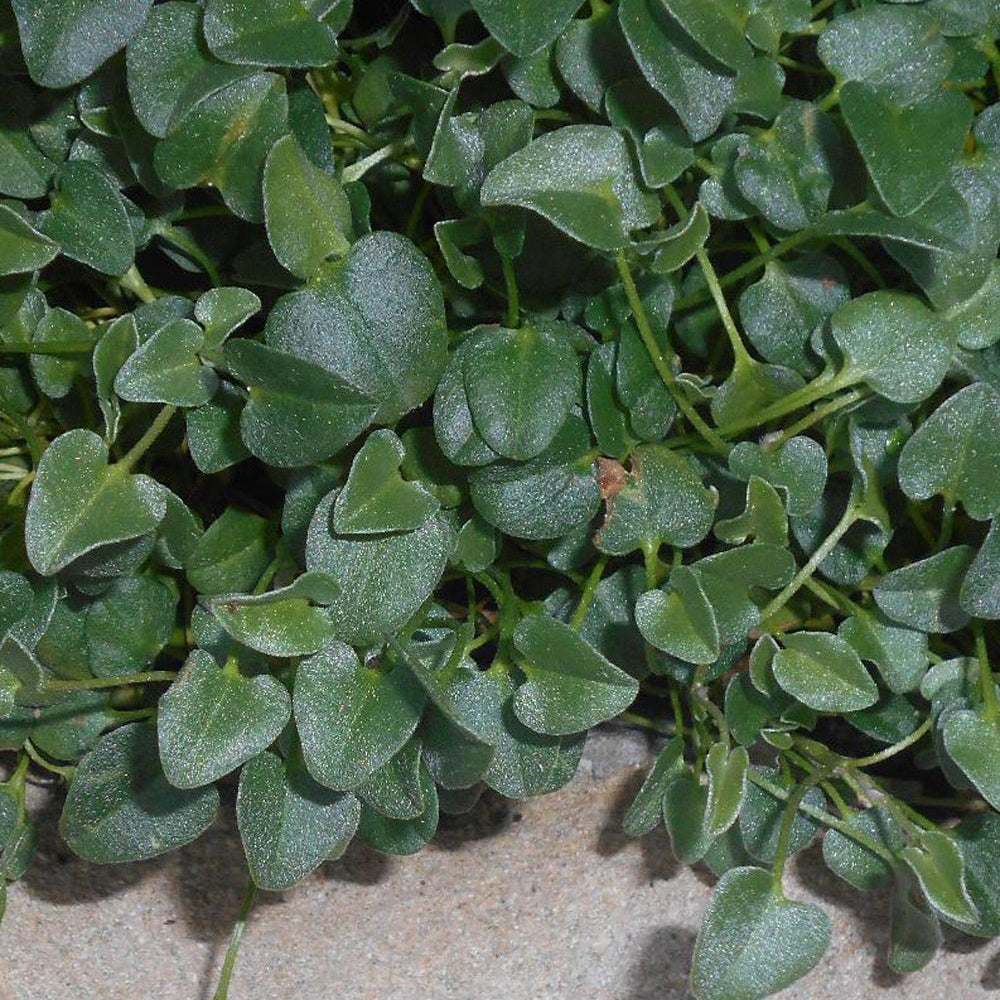Bakker Falkia Repens couvre-sol plante vivace pot 8cm blanc