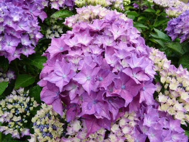 Les Hortensias du Haut Bois Pia hortensia boule godet nain
