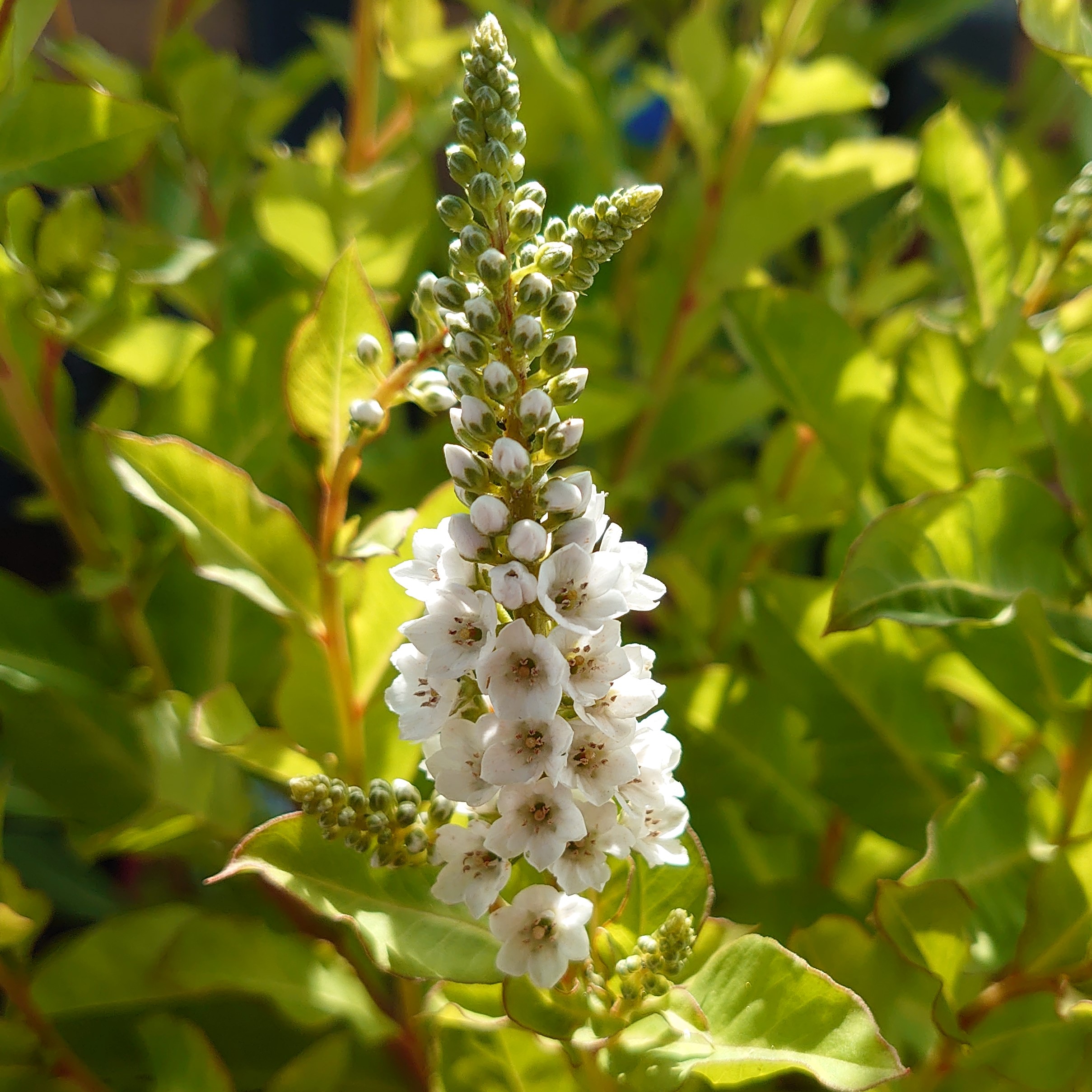 Passion Vivaces Lysimachia fortunei Candela plante vivace pot 1L fleurs blanches