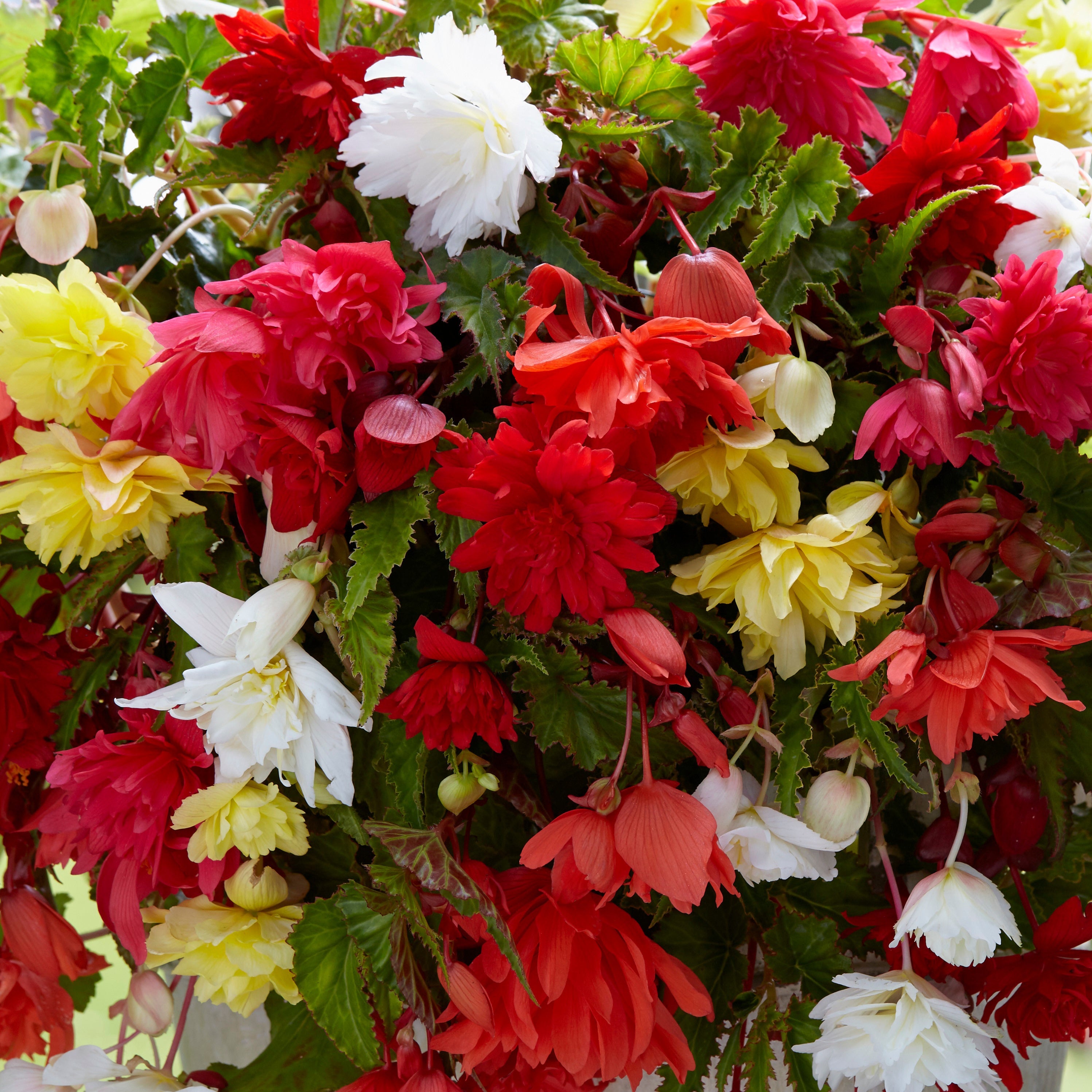 Bakker Bégonias Pendula mélange sachet 10 bulbes 3-4cm