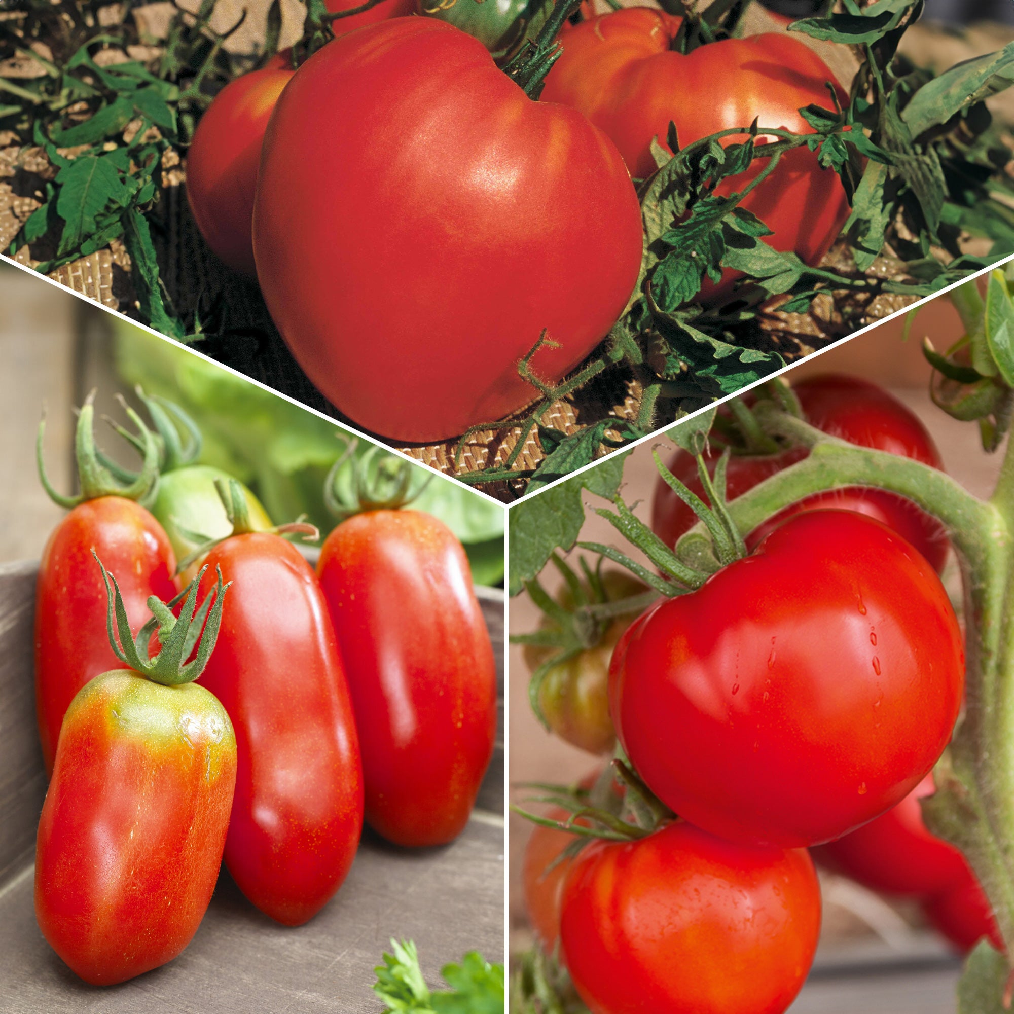 Bakker Potager Collection 3 tomates Coeur Boeuf sachets sauce
