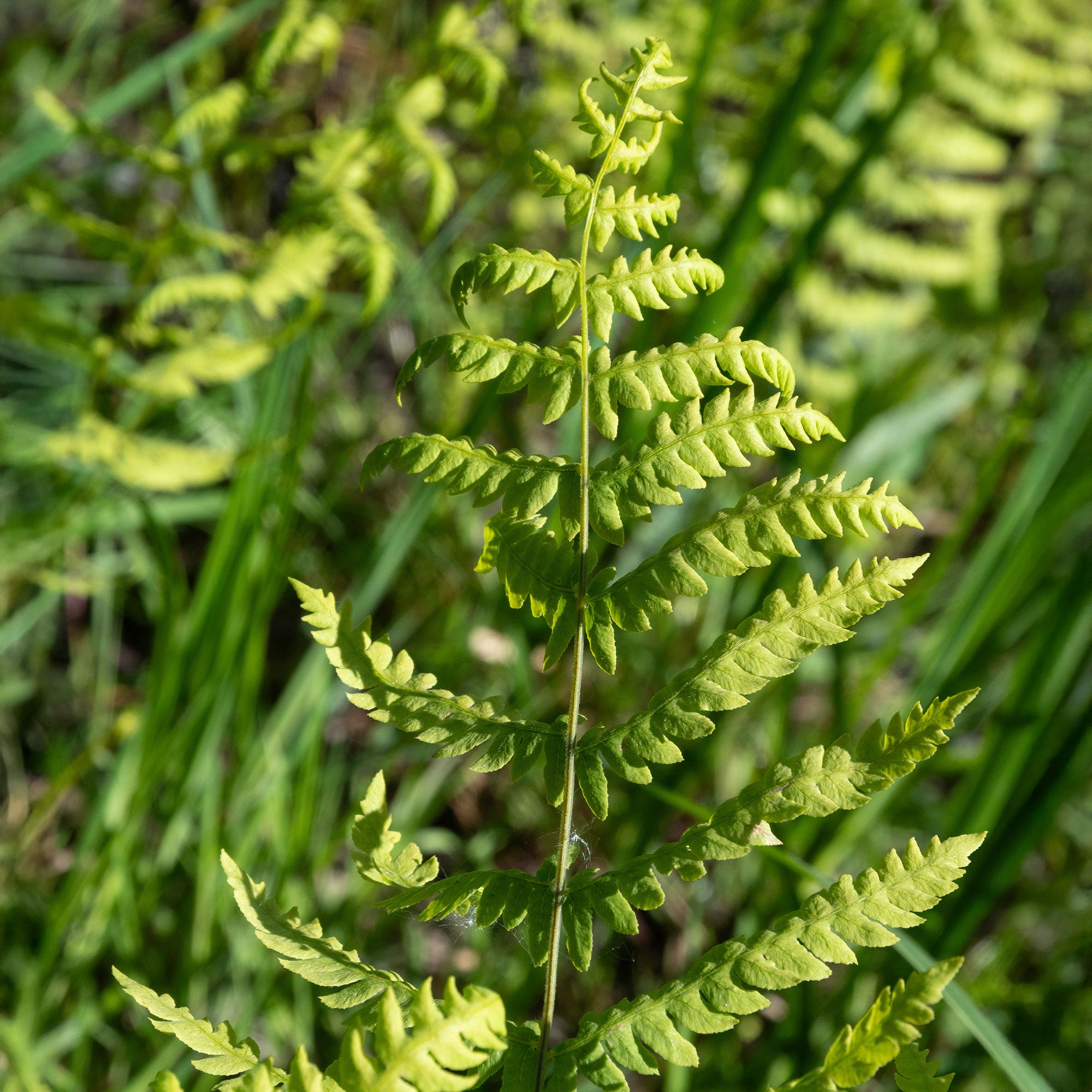 Bakker Plantes vivaces Fougère des marais plante vivace pot 9cm