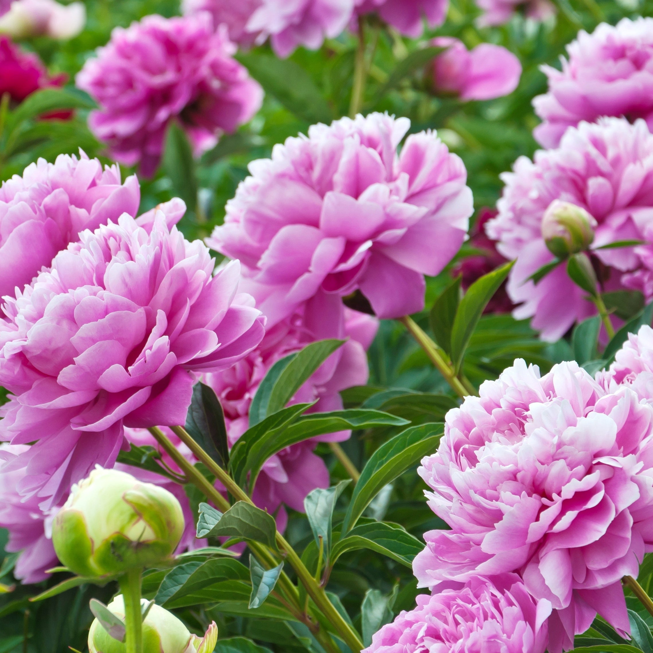 Bakker Pivoine rose Sarah Bernhardt vivace racine nue fleur double