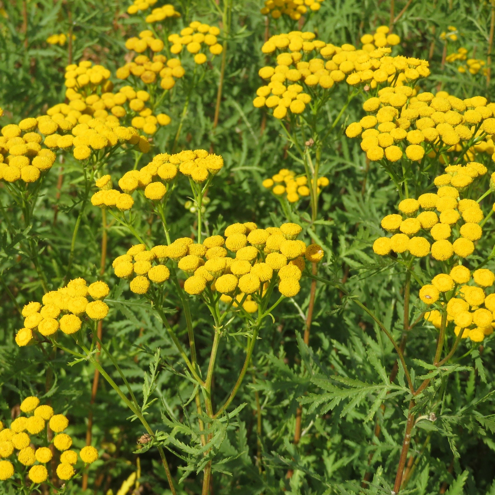 Bakker Tanaisie graine fleur jaune sachet 1g 7000 graines