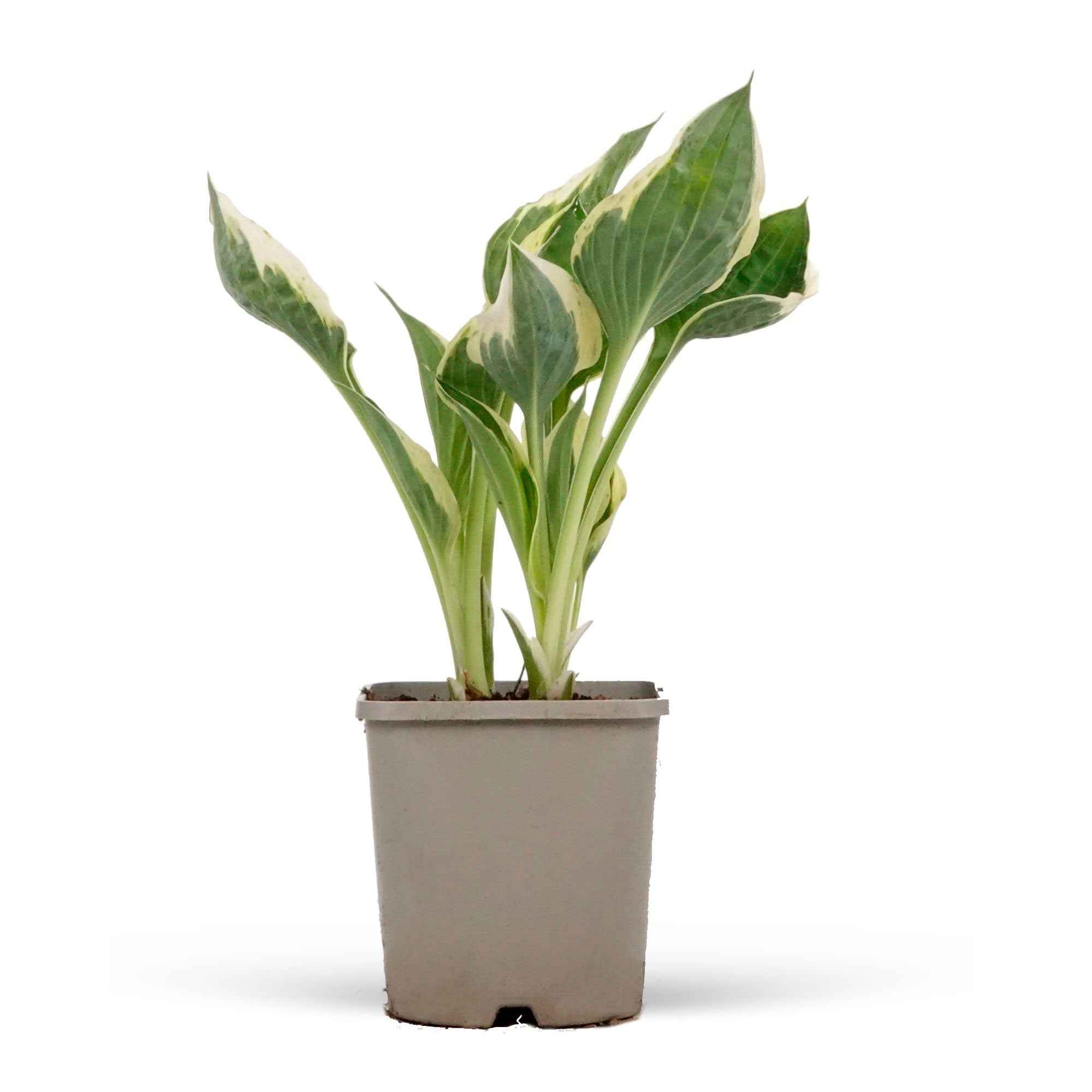 Bakker Hosta Patriot vivace panachée pot Ø9cm mi-ombre
