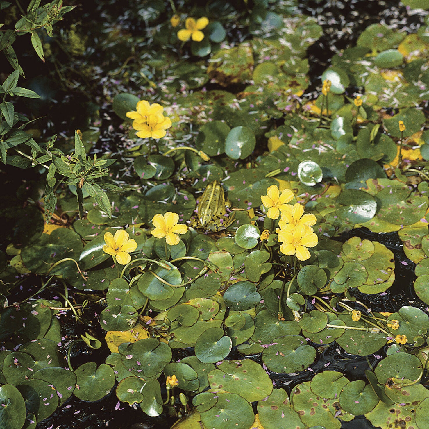 Bakker Limnanthème faux-nénuphar plante de bassin pot Ø9cm jaune