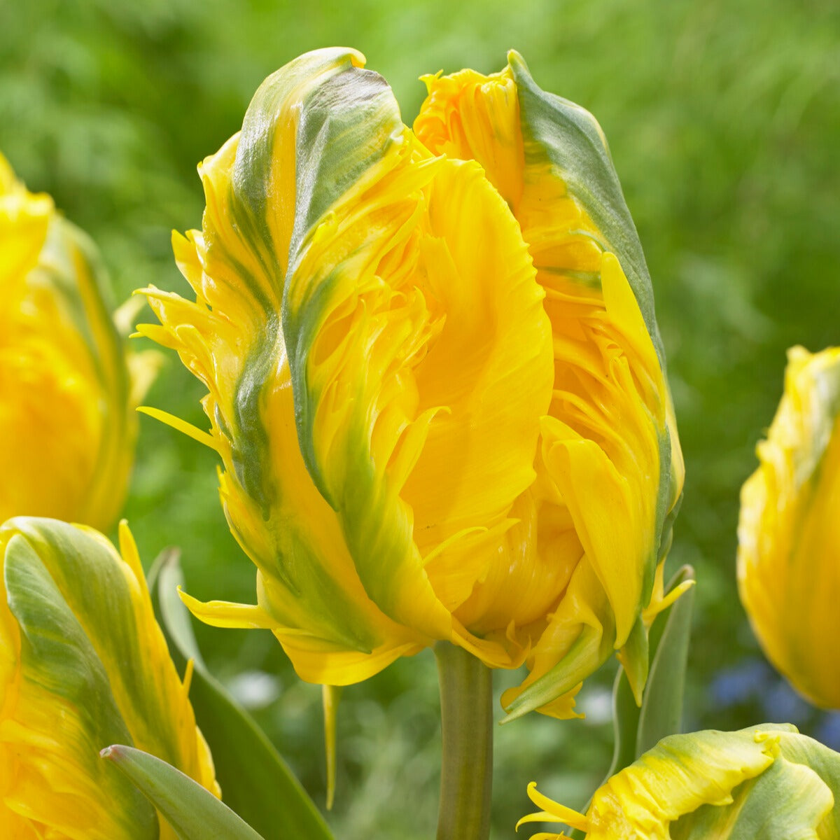 Bakker Jan Van Nes Parrot tulipe sachet 5 bulbes jaune